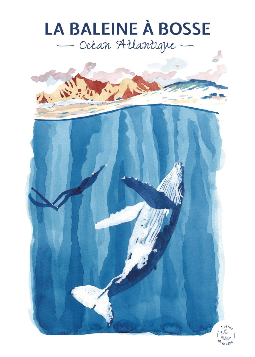 Affiche - La baleine à bosse - Frères de la Côte